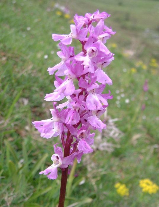 Orchis x colemanii (ibrido: Or. mascula x Or. pauciflora)